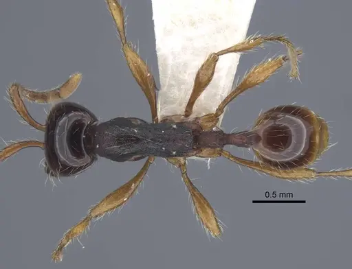 Aenictus pinkaewi specimen CASENT0917241 image casent0917241_1