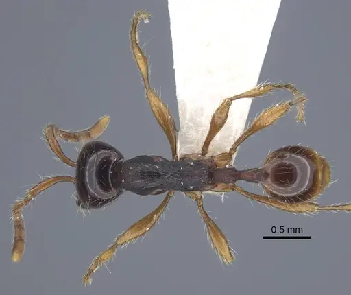 Aenictus pinkaewi specimen CASENT0917241 image casent0917241_2