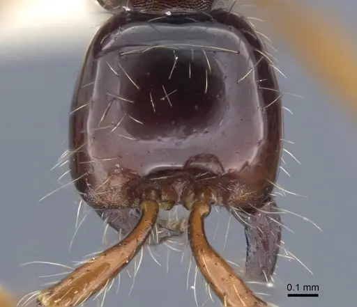 Aenictus pinkaewi specimen CASENT0917241 image casent0917241_3