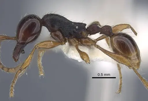 Aenictus pinkaewi specimen CASENT0917241 image casent0917241_5