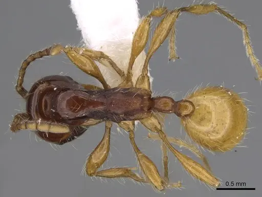 Aenictus popeyei specimen CASENT0810234 image casent0810234_1