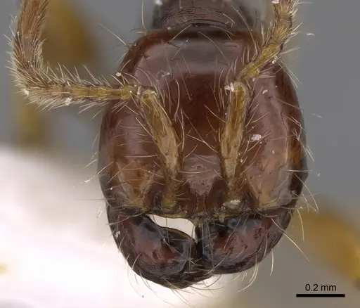Aenictus popeyei specimen CASENT0810234 image casent0810234_2