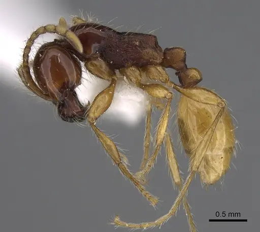 Aenictus popeyei specimen CASENT0810234 image casent0810234_4