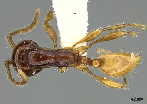 Aenictus popeyei specimen CASENT0840003 image casent0840003_1