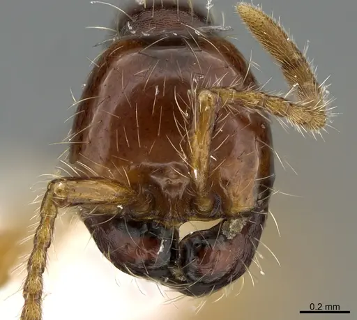 Aenictus popeyei specimen CASENT0840003 image casent0840003_2
