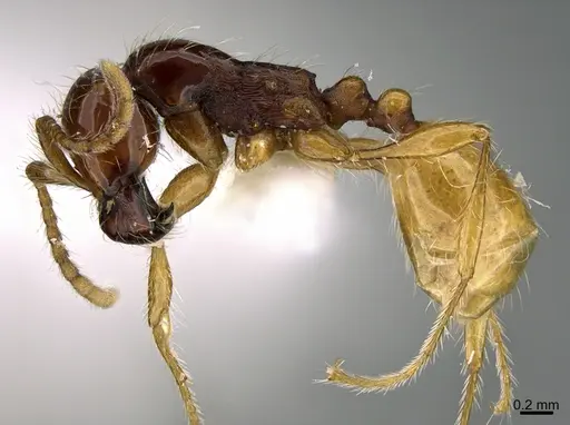 Aenictus popeyei specimen CASENT0840003 image casent0840003_3