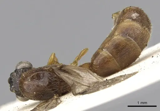 Aenictus porizonoides specimen CASENT0902689 image casent0902689_1