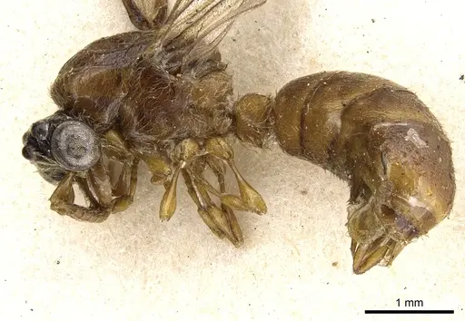 Aenictus porizonoides specimen CASENT0902689 image casent0902689_3