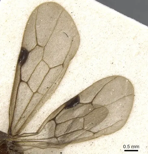 Aenictus porizonoides specimen CASENT0902689 image casent0902689_4