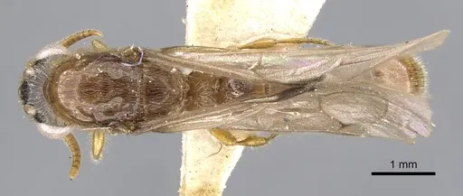 Aenictus porizonoides specimen CASENT0902690 image casent0902690_1