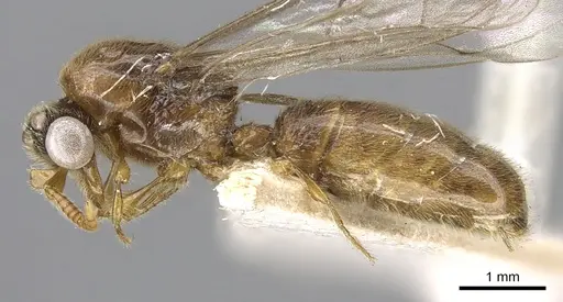Aenictus porizonoides specimen CASENT0902690 image casent0902690_3