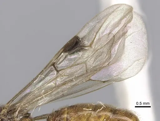 Aenictus porizonoides specimen CASENT0902690 image casent0902690_4