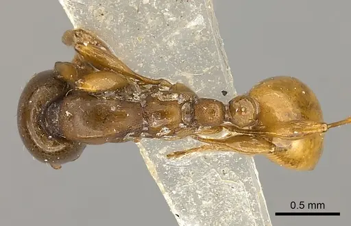 Aenictus powersi specimen CASENT0217383 image casent0217383_1
