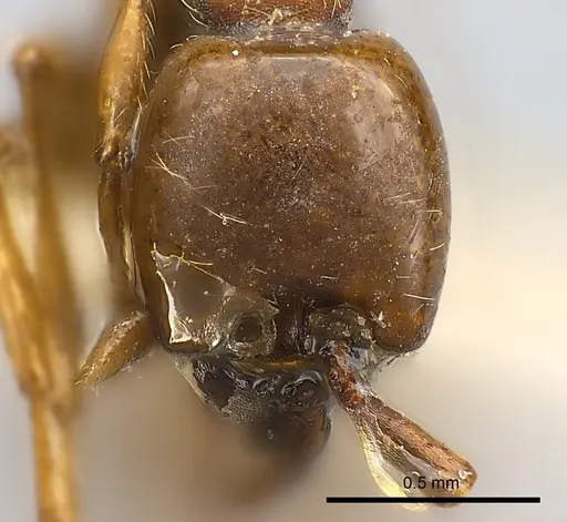 Aenictus powersi specimen CASENT0217383 image casent0217383_2