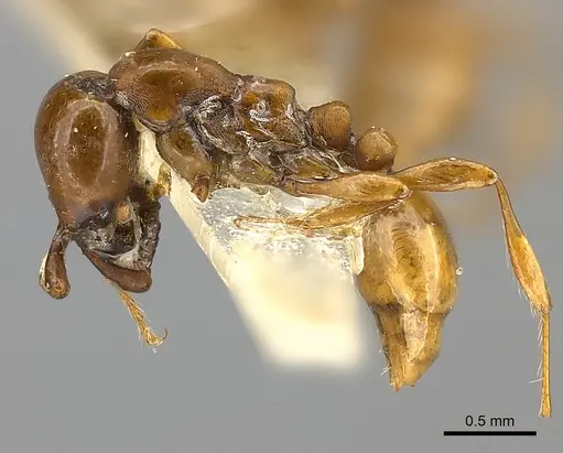 Aenictus powersi specimen CASENT0217383 image casent0217383_3