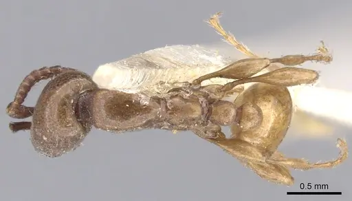 Aenictus powersi specimen CASENT0902679 image casent0902679_1