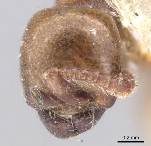 Aenictus powersi specimen CASENT0902679 image casent0902679_2