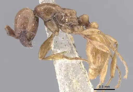 Aenictus powersi specimen CASENT0902679 image casent0902679_3