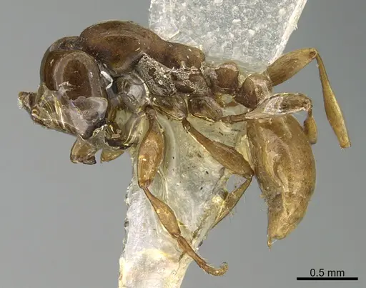 Aenictus powersi specimen CASENT0923575 image casent0923575_1