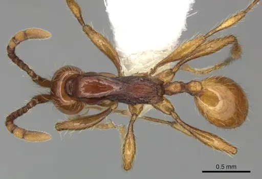 Aenictus prolixus specimen CASENT0249283 image casent0249283_1