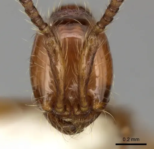 Aenictus prolixus specimen CASENT0249283 image casent0249283_2