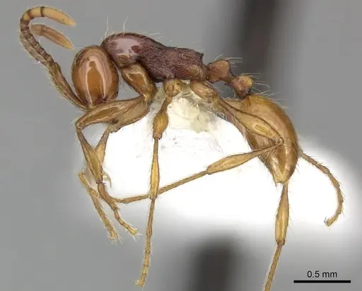 Aenictus prolixus specimen CASENT0249283 image casent0249283_3