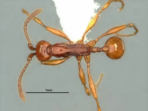 Aenictus prolixus specimen CASENT0883439 image casent0883439_1