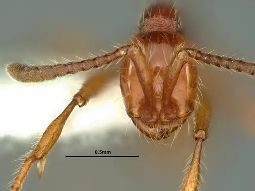 Aenictus prolixus specimen CASENT0883439 image casent0883439_2