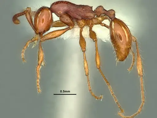 Aenictus prolixus specimen CASENT0883439 image casent0883439_3
