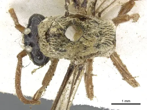 Aenictus pubescens specimen CASENT0902693 image casent0902693_1