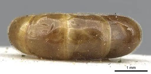 Aenictus pubescens specimen CASENT0902693 image casent0902693_2