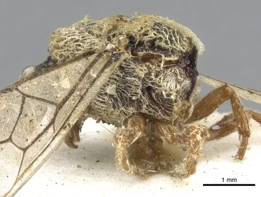 Aenictus pubescens specimen CASENT0902693 image casent0902693_4