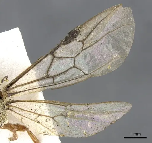 Aenictus pubescens specimen CASENT0902693 image casent0902693_5