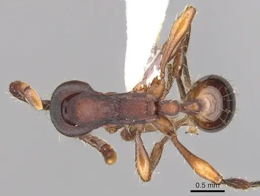 Aenictus punctatus specimen CASENT0903683 image casent0903683_1