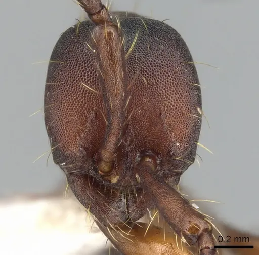 Aenictus punctatus specimen CASENT0903683 image casent0903683_2