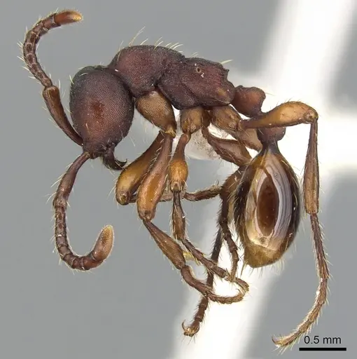 Aenictus punctatus specimen CASENT0903683 image casent0903683_3