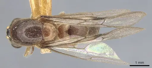 Aenictus punctiventris specimen CASENT0903753 image casent0903753_1
