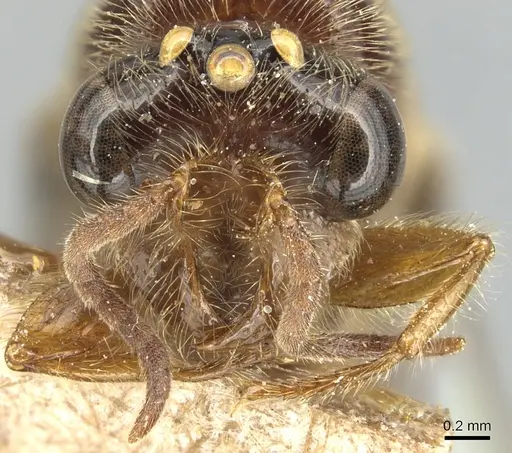 Aenictus punctiventris specimen CASENT0903753 image casent0903753_2
