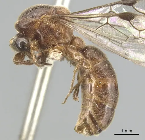 Aenictus punctiventris specimen CASENT0903753 image casent0903753_3
