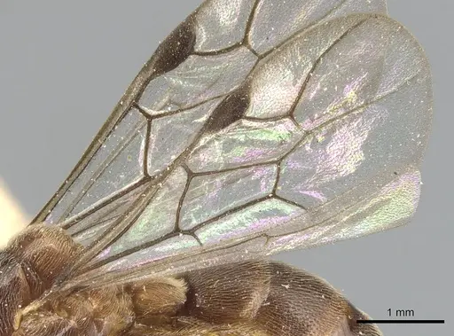 Aenictus punctiventris specimen CASENT0903753 image casent0903753_4