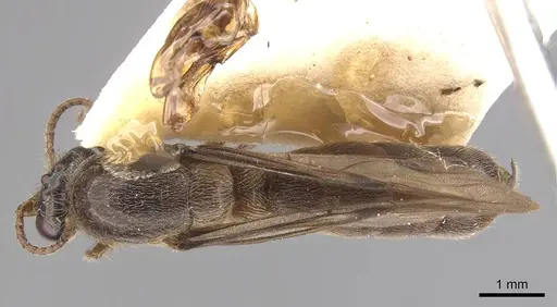 Aenictus punctiventris specimen CASENT0907016 image casent0907016_1