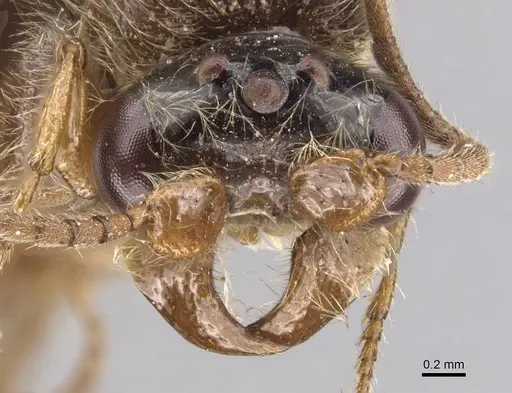 Aenictus punctiventris specimen CASENT0907016 image casent0907016_2