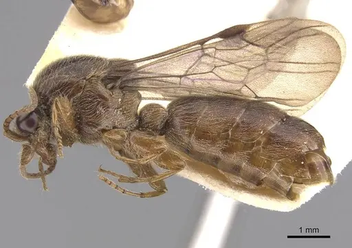 Aenictus punctiventris specimen CASENT0907016 image casent0907016_3