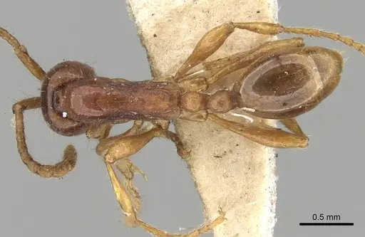 Aenictus punensis specimen CASENT0281959 image casent0281959_1