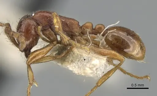 Aenictus punensis specimen CASENT0281959 image casent0281959_3