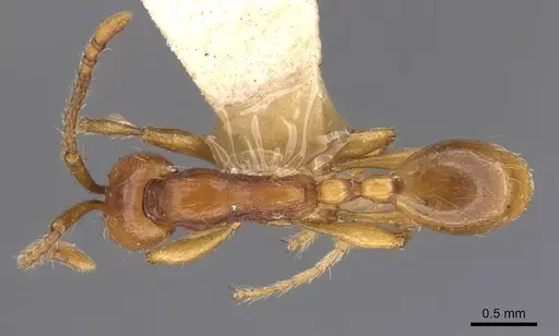 Aenictus punensis specimen CASENT0907017 image casent0907017_1