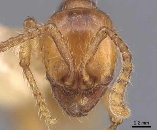 Aenictus punensis specimen CASENT0907017 image casent0907017_2