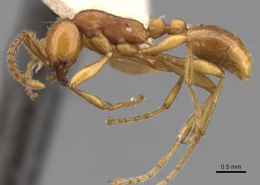 Aenictus punensis specimen CASENT0907017 image casent0907017_3