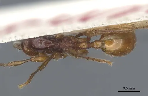 Aenictus punensis specimen CASENT0916863 image casent0916863_1