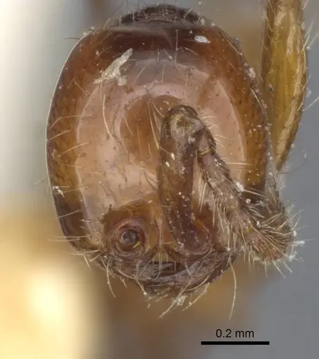 Aenictus punensis specimen CASENT0916863 image casent0916863_2